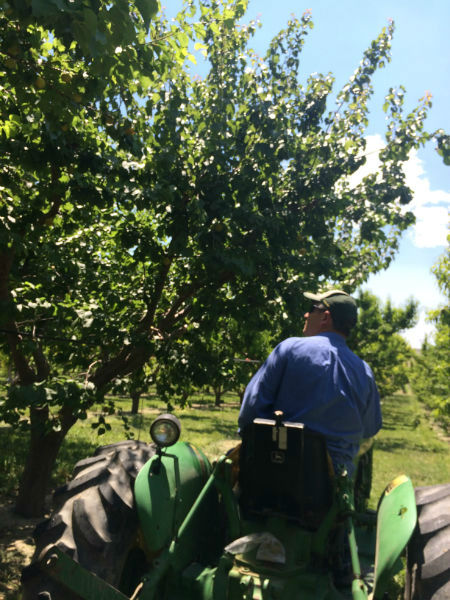 Farmer Trent checking the ripeness of his peaches in the orchard, on his tractor.  Looking good!