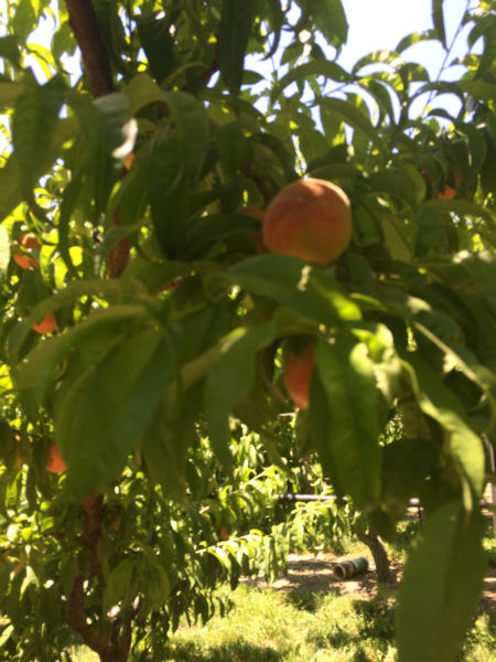Trent's peaches hanging out in the orchard with their buddies.