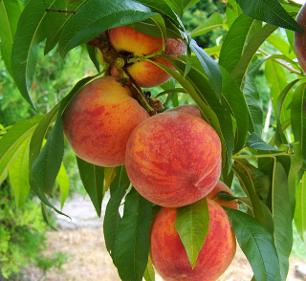Organically grown peaches